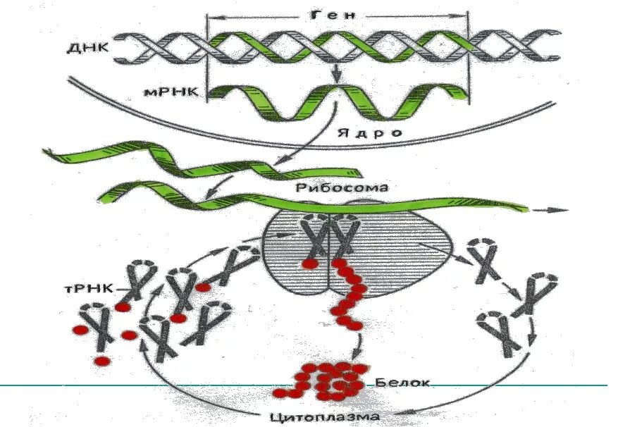 Первый этап биосинтеза. Схема синтеза белка в эукариотической клетке. Схема биосинтеза белка в живой клетке 9 класс. ДНК Синтез белка.