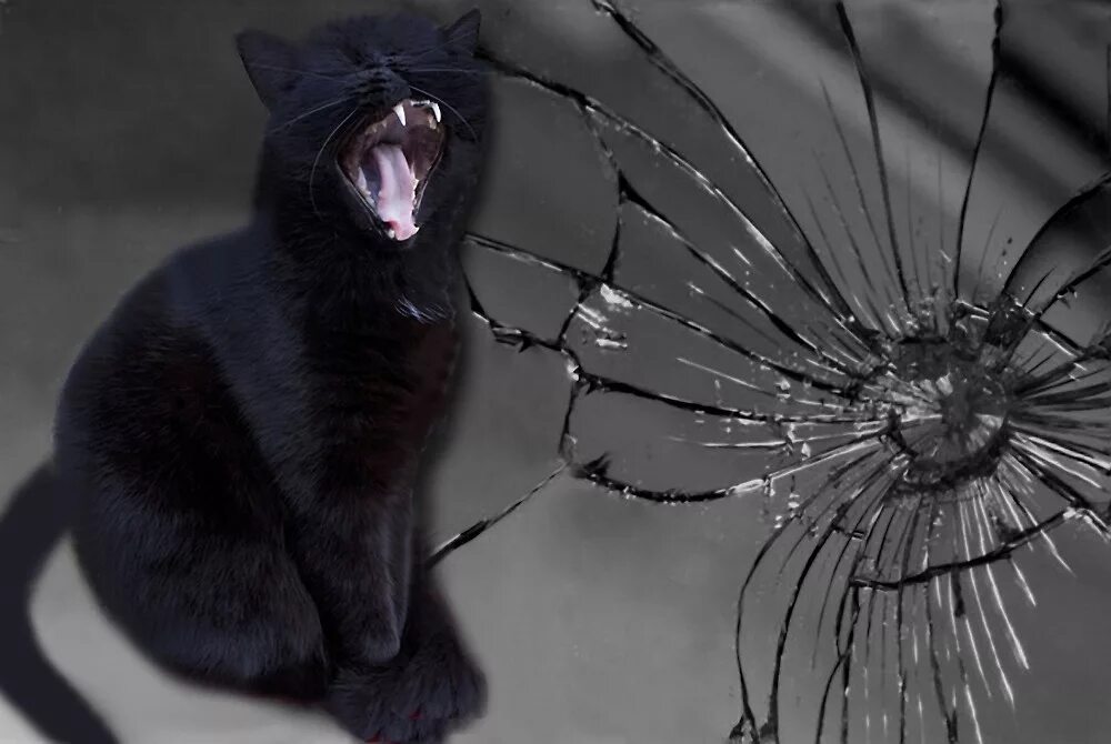 Чёрная кошка предрассудки. Черная кошка примета. Черная кошка разбивает зеркало пустым ведром. Черный кот суеверия. Тайны черной кошки