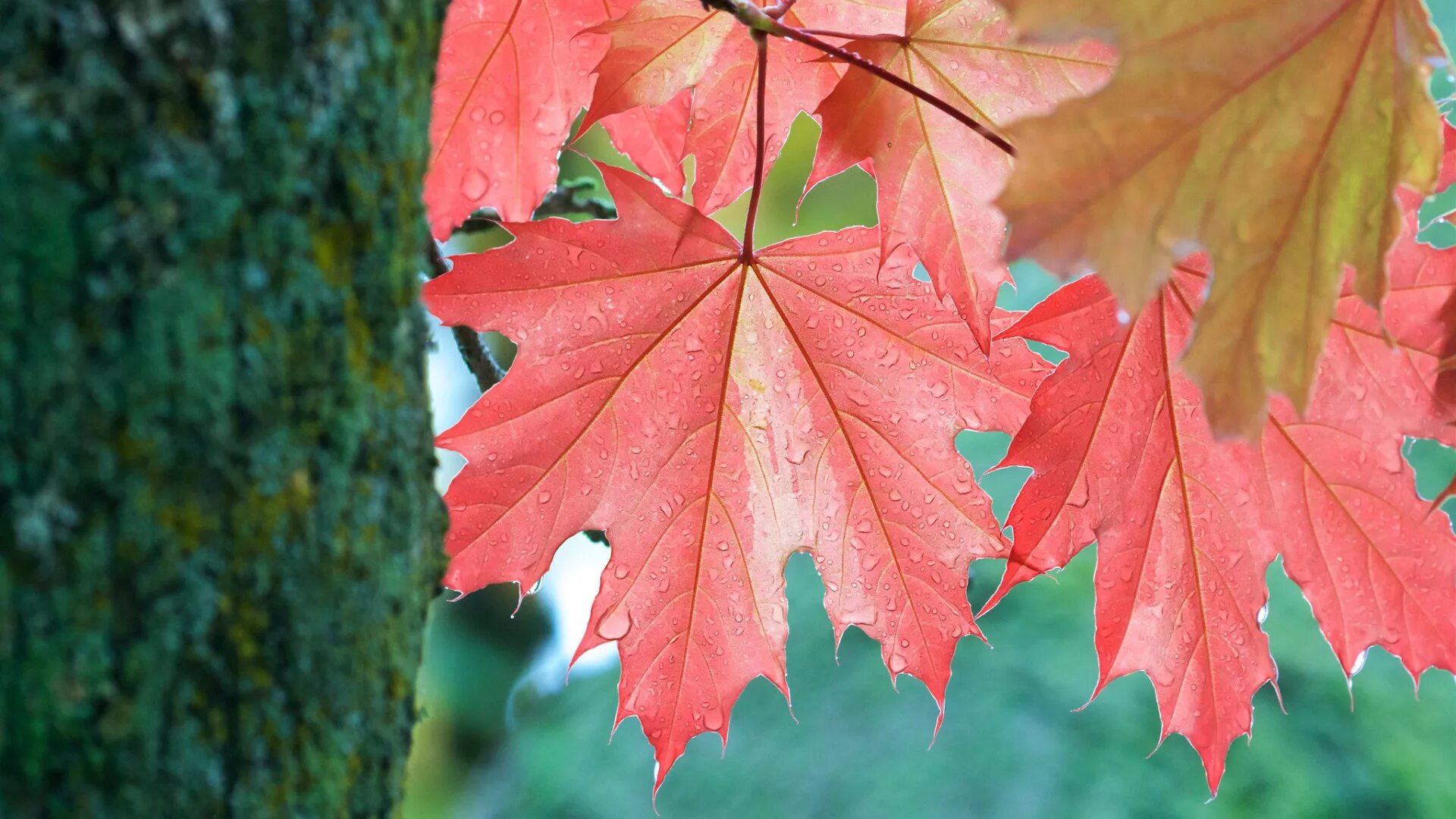 осенний кленовый лист. большие кленовые листья. кленовый. рыжие листья. кленовый.