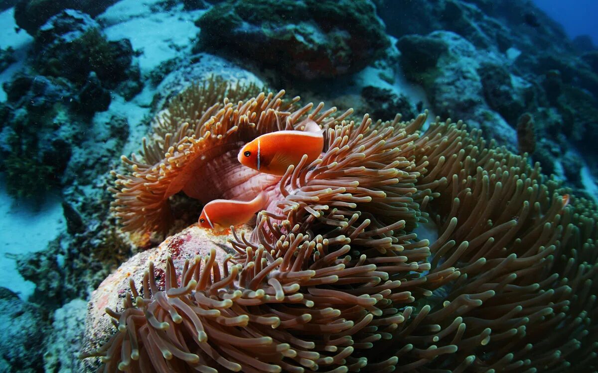 Актинии Барьерный риф. Коралл актиния. Актиния моллюск. Коралловый риф рыба клоун.