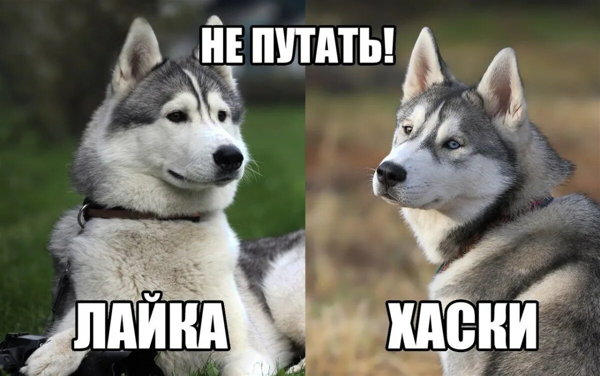 Как сделать слово лайки. Лайка и хаски. хаски vs лайка. хаски от лайки. отличие хаски от лайки.