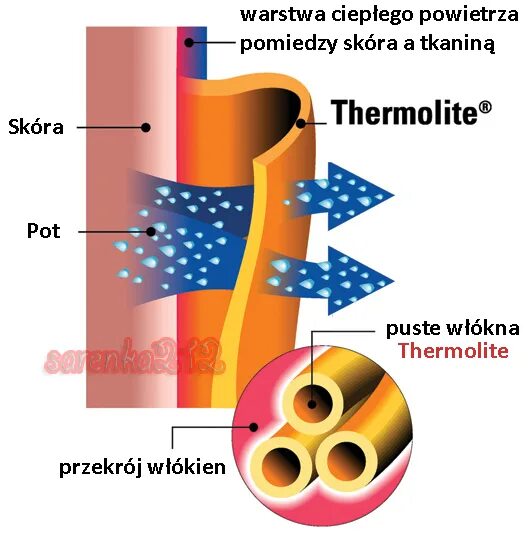 Принцип работы термобелья. Thermolite волокно. Thermolite ткань. Структура термобелья. Испарение пота с поверхности кожи