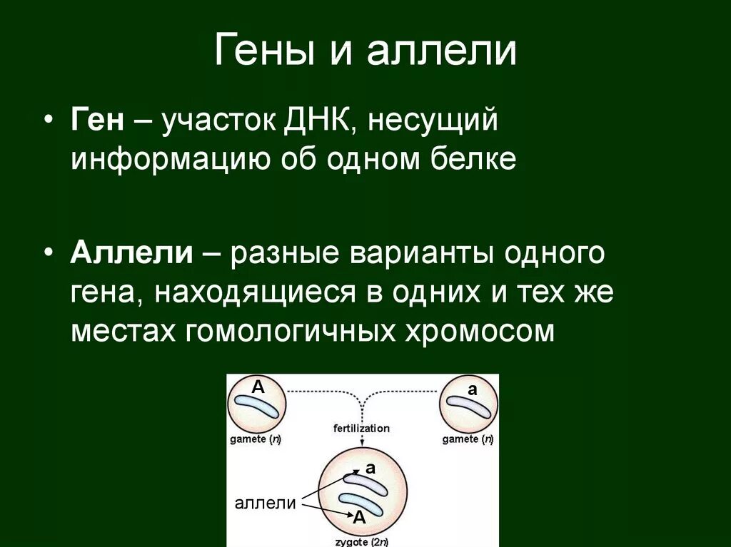 Какое число признаков определяется одним аллелем. Какое число признаков определяется одним аллелем