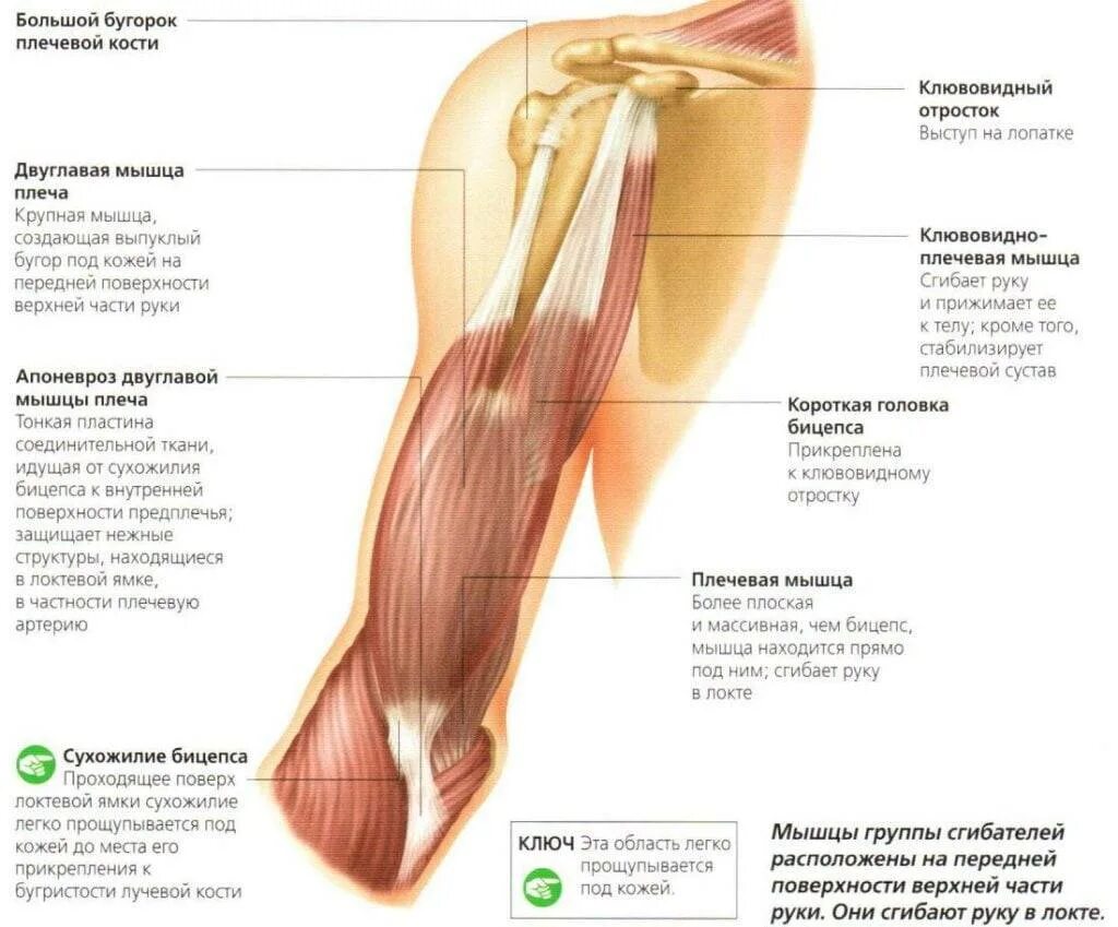 К чему крепится бицепс. Сухожилия головки двуглавой мышцы плеча. Длинная головка двуглавой мышцы плеча. Сухожилие длинной головки двуглавой мышцы плеча. Длинная головка бицепса плеча анатомия.