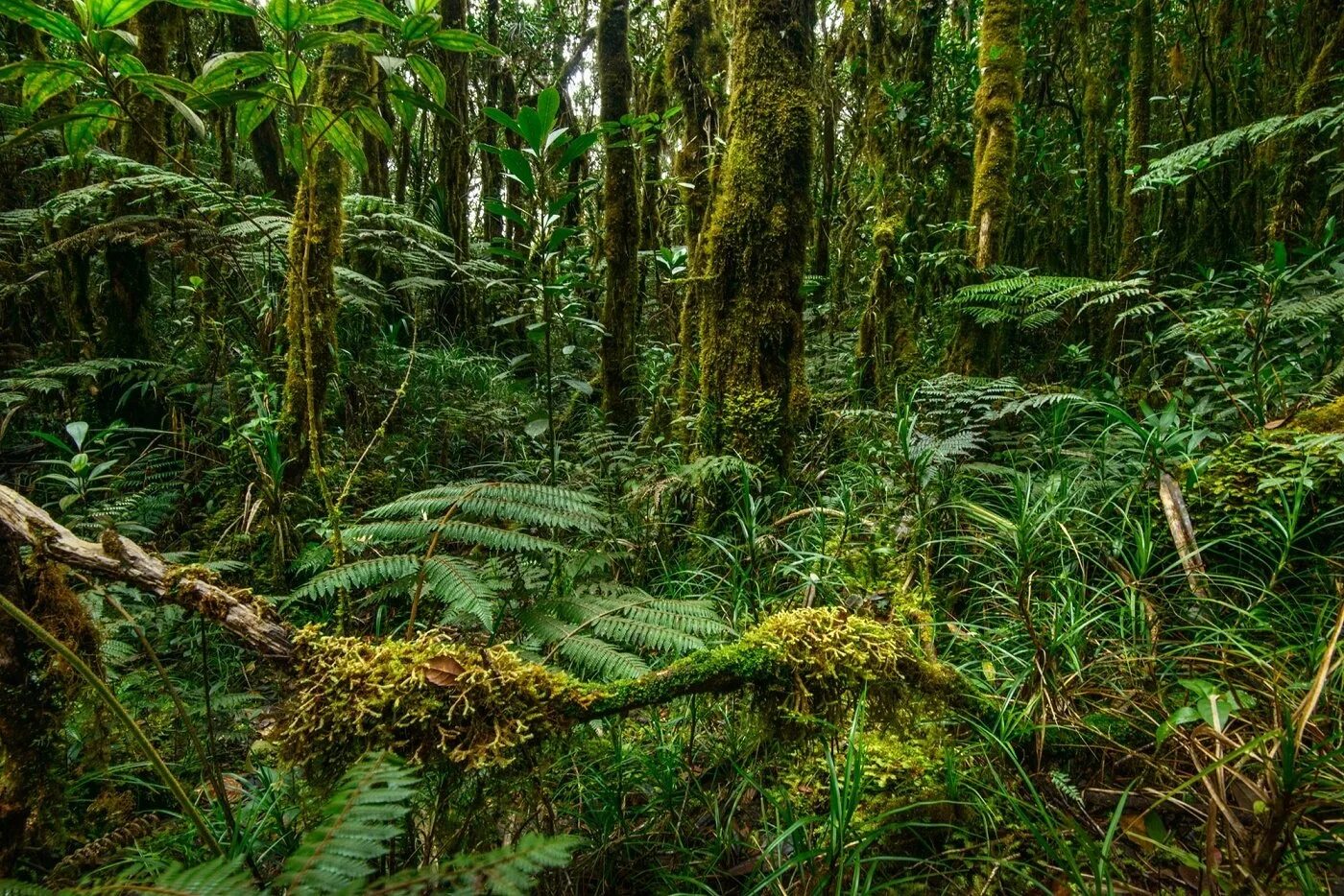 Представители экваториального леса африки. Центральная америка и вест индия. Природные зоны африки гилея. Представители экваториального леса африки. Представители экваториального леса африки.