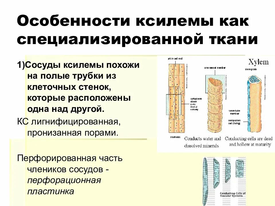 Функция ксилемы аналогична функции. Сосуды ксилемы строение. клеточная стенка сосудов ксилемы. ксилема стенки клеток утолщены. особенности строения ксилемы.