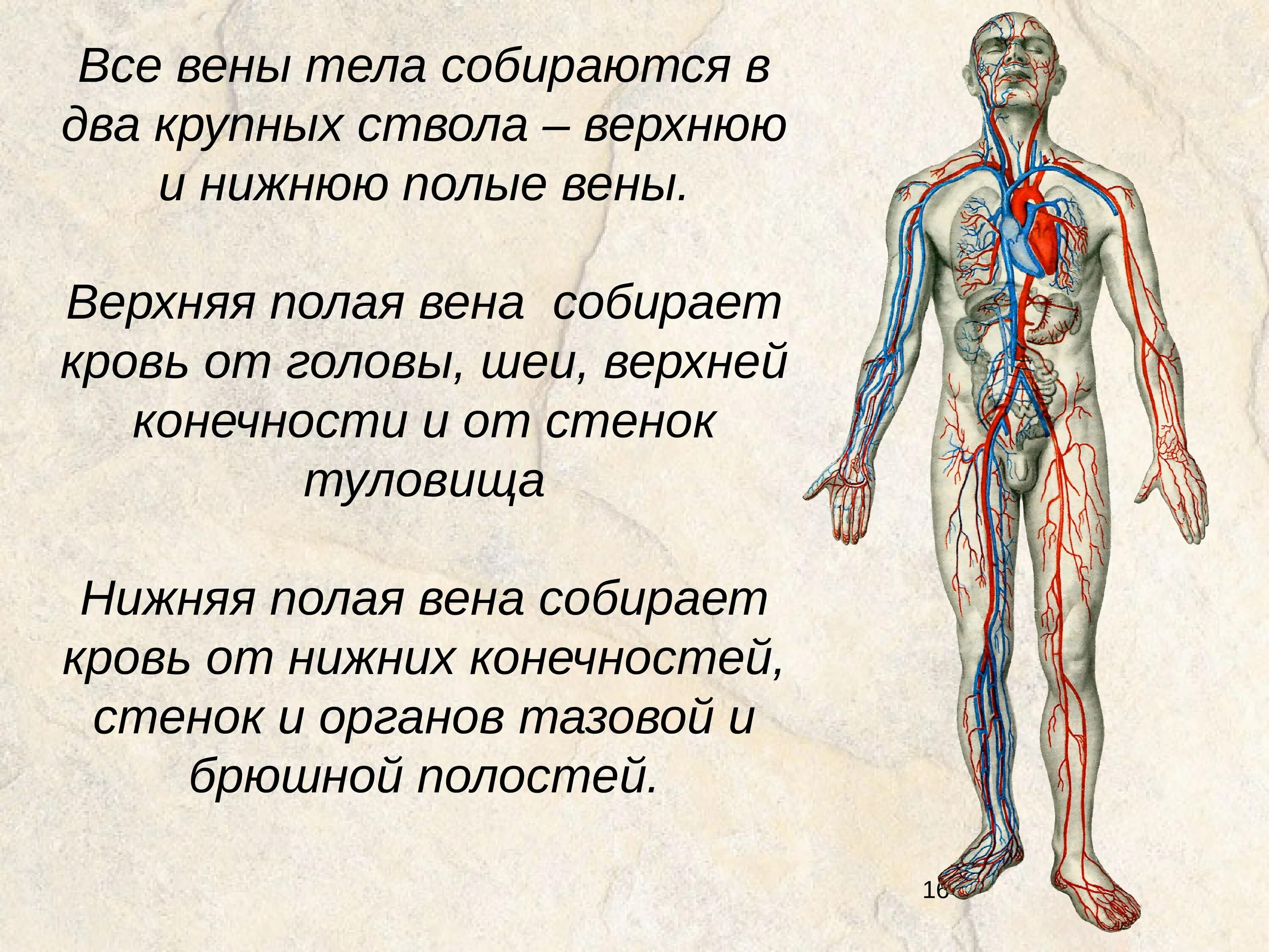 Самая большая вена как называется у человека. Вены организма. Основные вены организма. Вены верхней части тела.