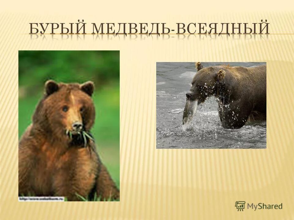 обитания бурого медведя в россии. белый медведь для дошкольников. день медведя. продолжительность жизни медведя. почему медведь живет 1.