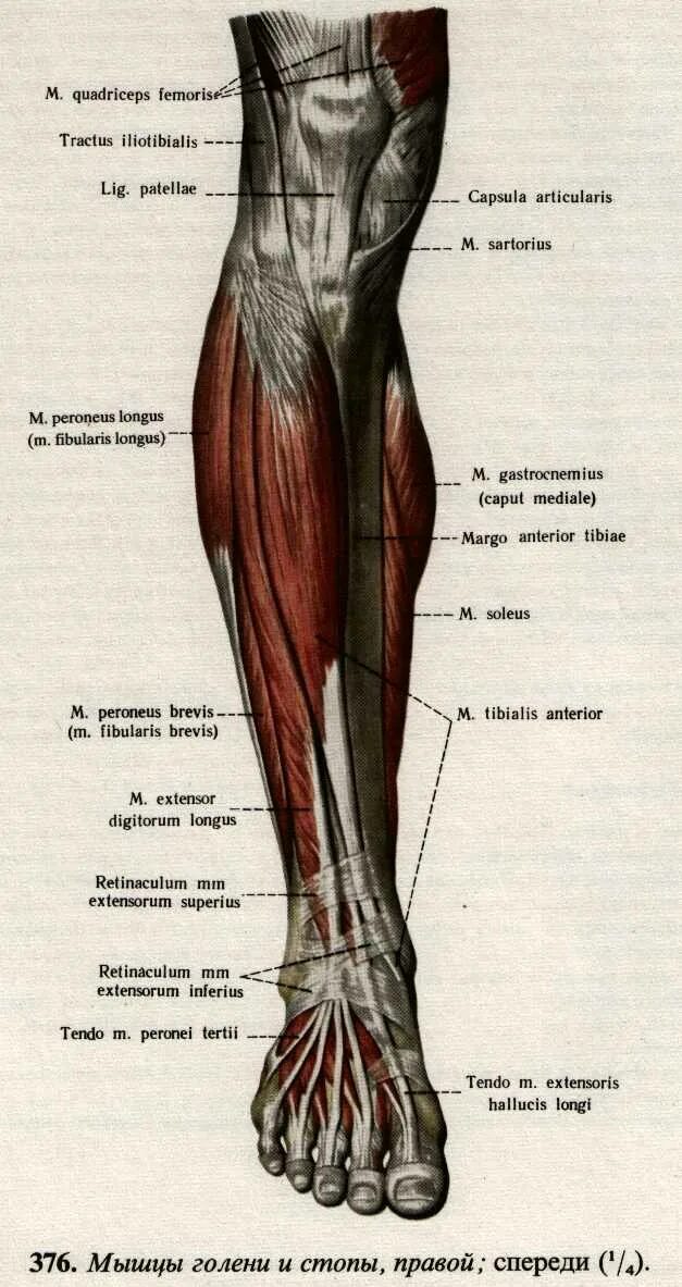 Мышцы голени и стопы анатомия. Мышцы голени спереди анатомия. Нога голень анатомия. Строение голени человека.