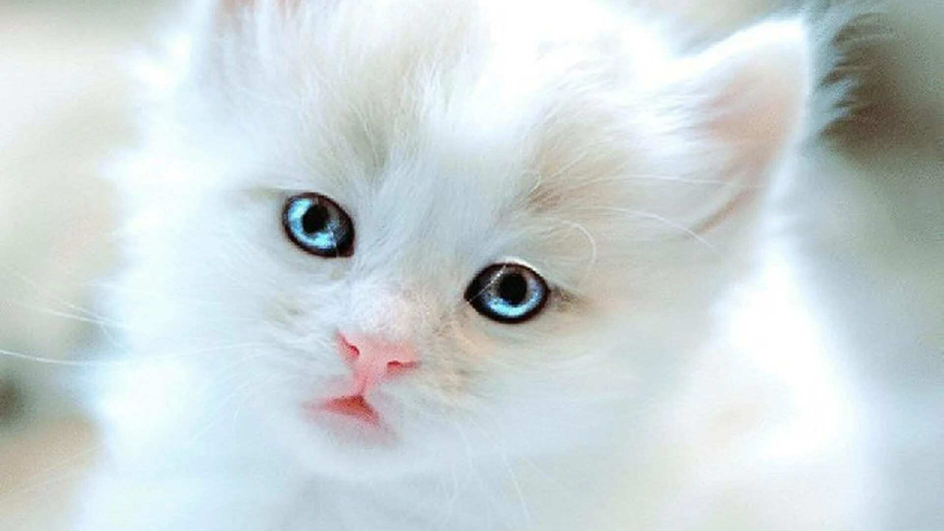 Очаровательная киска. Белый котенок. Милые котята. Обои с котятами. Картинки на рабочий стол котята.