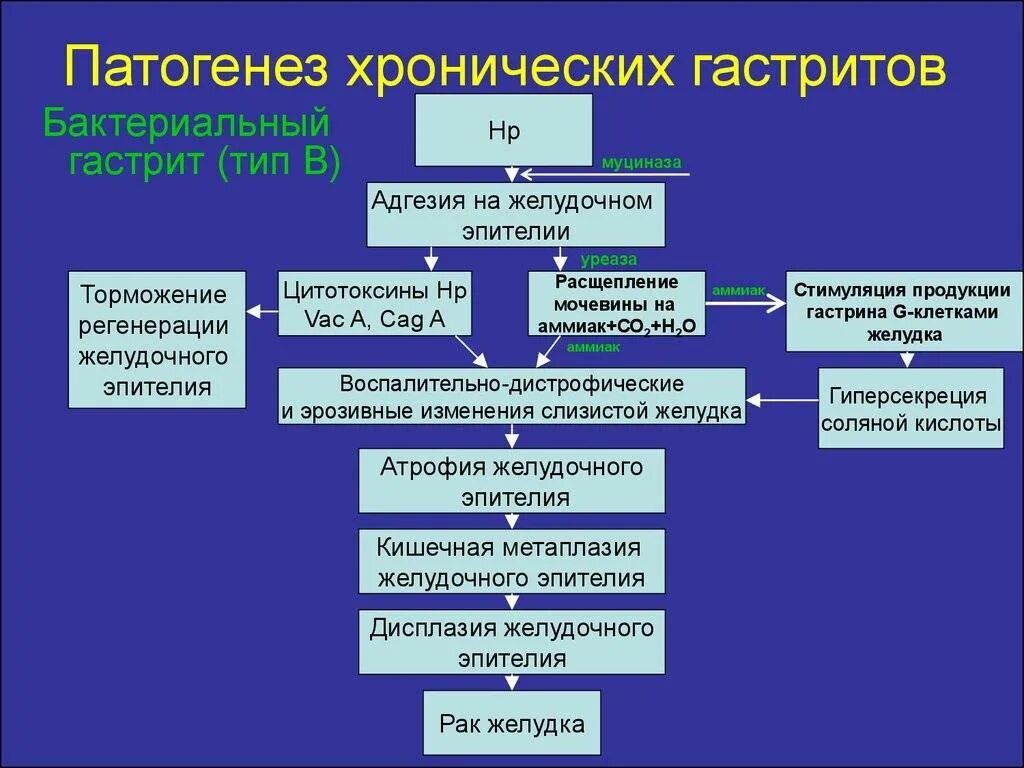 Исходы патогенеза. Патогенез гиперацидного гастрита. Хеликобактерный гастрит патогенез. Патогенез бактериального гастрита. Гиперацидный гастрит патогенез.