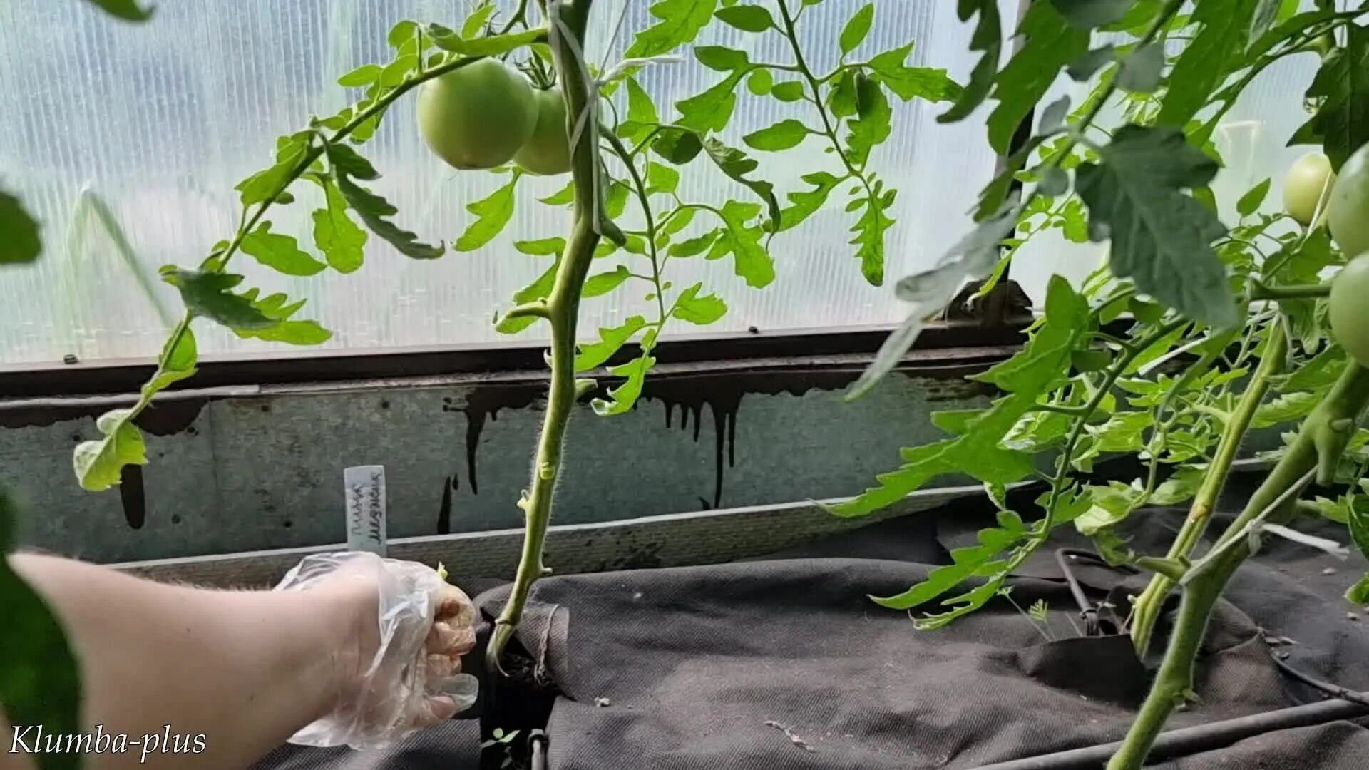 Обрезка листьев у томатов. Пасынкование георгин. Женщина удаляет пасынки у томатов. Обрезание лишних листьев у помидор. Удаление листьев у томатов.