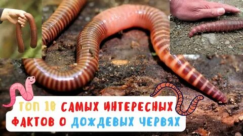 Факты о дождевых червях