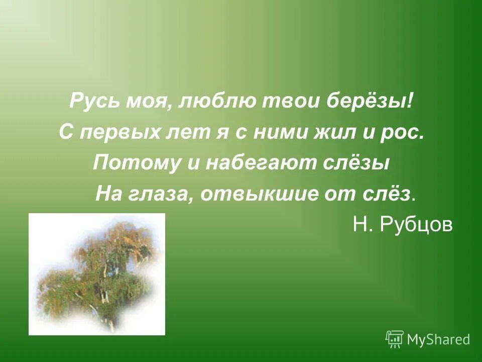 Стихотворение рубцовой береза. Стих Русь моя люблю твои березы. Рубцов берёзы стих. Стих Рубцова березы.