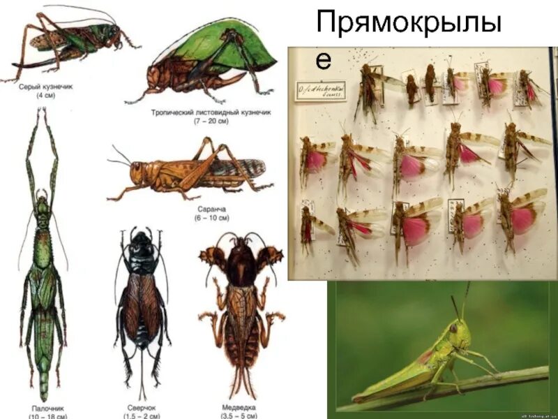 Прямокрылые насекомые развитие. Отряд Прямокрылые. Отряды насекомых Прямокрылые. Отряд Прямокрылые представители. Прямокрылые представители кузнечик.