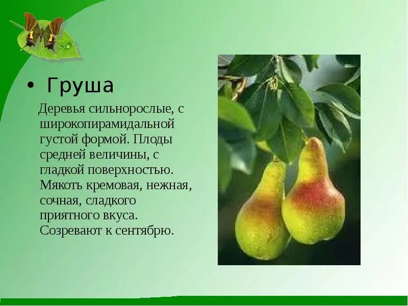 Что полезного в груше. Характер человека по любимому фрукту. Рассказ про грушу. Груша для презентации. Презентация растения сада груша.