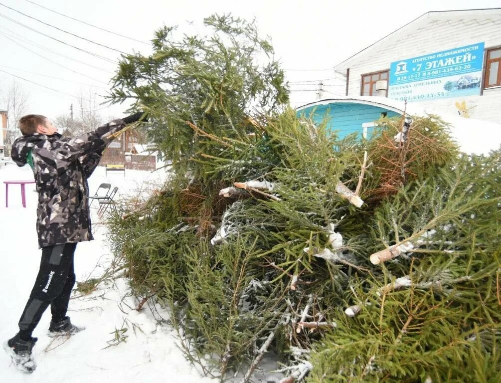 Где сдать елку на утилизацию в москве