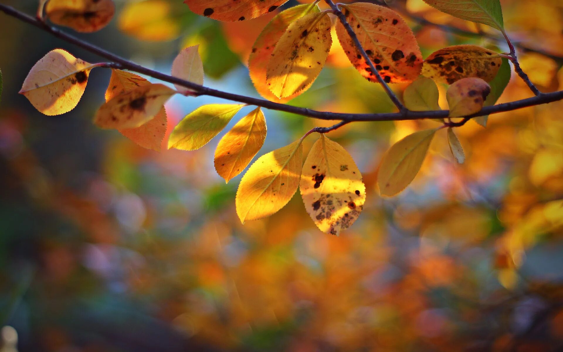 Даже самой теплой осенью листья желтеют. Что такое осень это ветки. Ветка с осенними листьями. Дерево с желтыми листьями. Осень листья боке.
