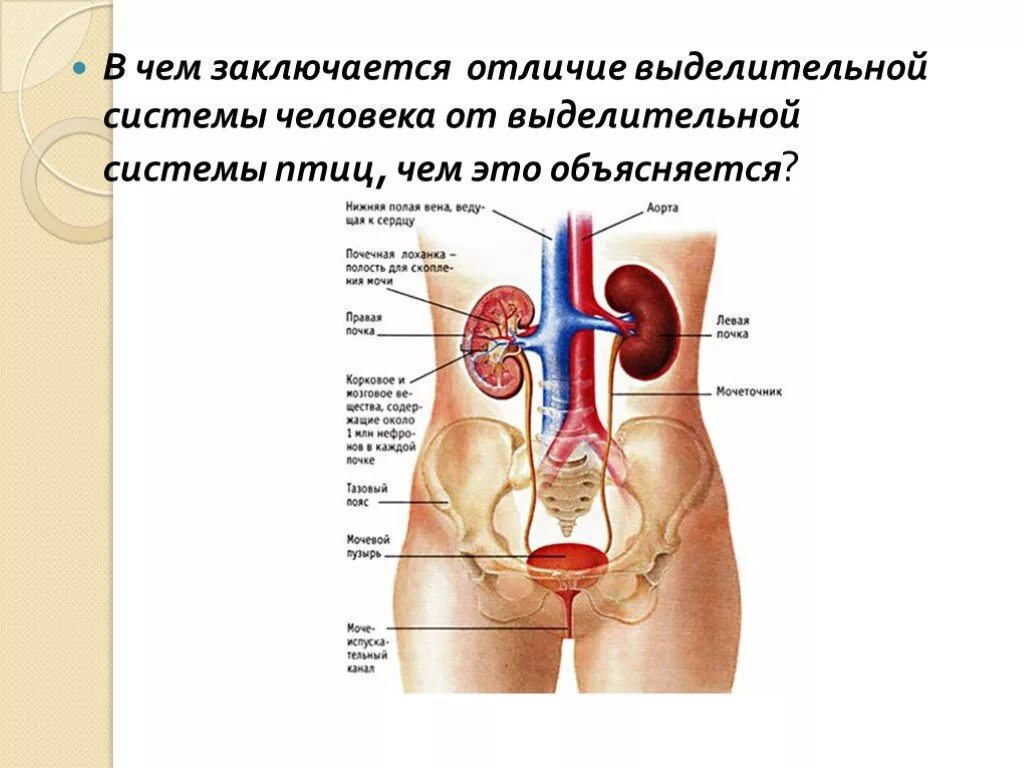 Анатомия тела человека почки. Строение внутренних органов почки. Строение человека почки внутренние органы сзади спины. Схема органов человека почки. Органы мочевой системы человека анатомия.