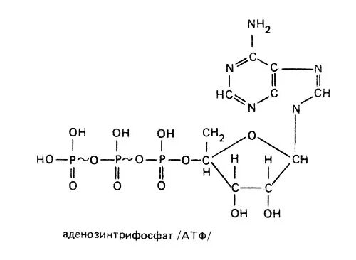Витамины атф. АТФ аденозинтрифосфат формула. АТФ формула биохимия. Натрия аденозинтрифосфат формула. Аденозинтрифосфат формула.