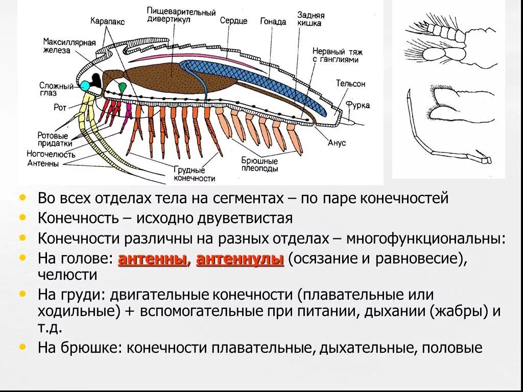 Антенны у ракообразных. Двуветвистые конечности ракообразных. придатки головы ракообразных. двуветвистые конечности характерны для. строение жабродышащие.