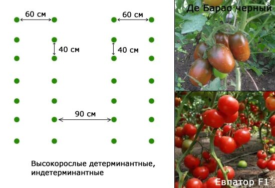 Какие отношения складываются между томатом и осотом. Схема высадки индетерминантных томатов в теплице. Схема высадки индетерминантных томатов в открытый грунт. Схема посадки томатов высокорослых томатов в теплице. Схема посадки индетерминантных томатов в теплице.