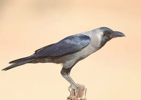 House crow - Wikipedia 