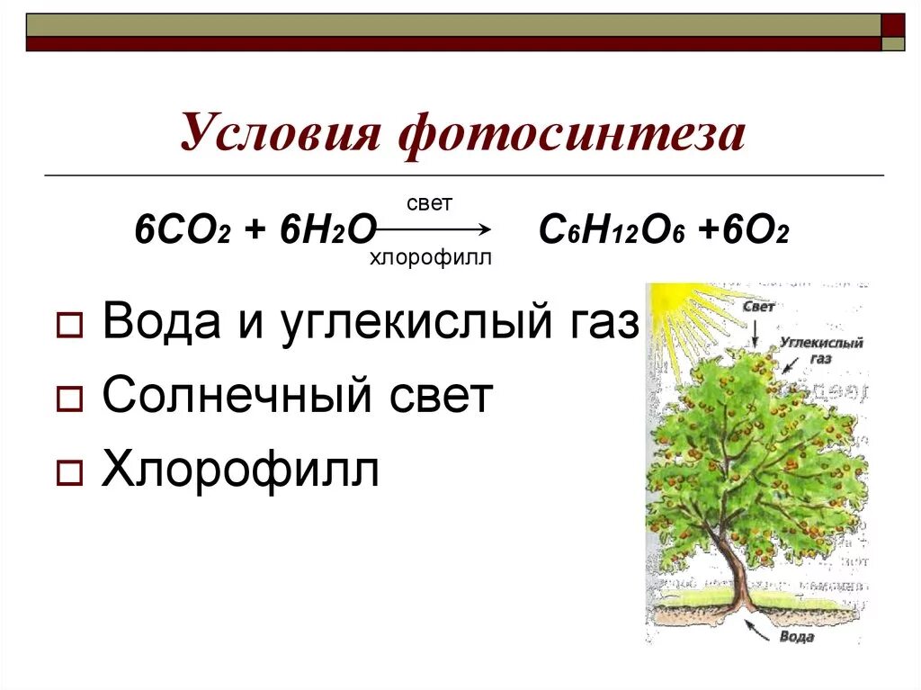 Co2 h2o фотосинтез. Условия протекания фотосинтеза 6. Условия протекания процесса фотосинтеза. Фотосинтез схема уравнения. Формула фотосинтеза биология 9 класс.