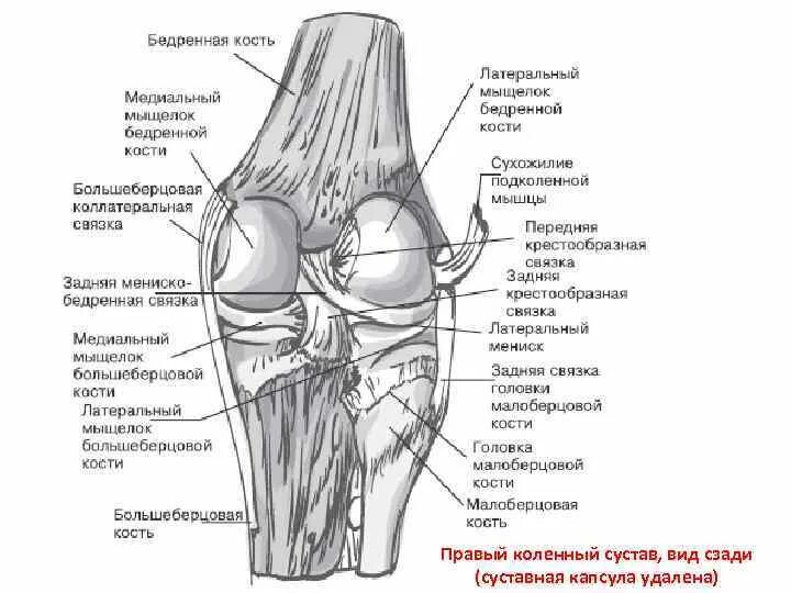 Связка головки. Схема строения коленного сустава. Строение колена связки и мышцы сзади. Коленный сустав правый вид спереди анатомия. Колено строение связок сзади.