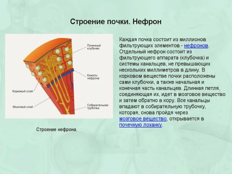 Из какого вещества состоят почки. Из какого вещества состоят почки