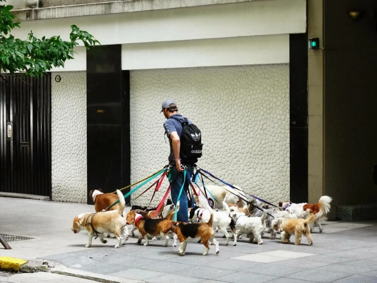 Выгульщик собак в Буэнос Айресе. Профессия Выгульщик собак. Выгульщик собак в Нью-Йорке. Выгуливать собаку.