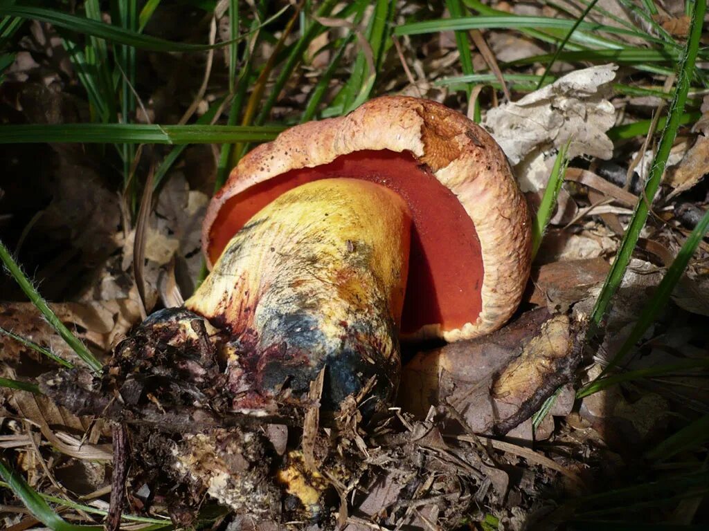 Ложный сатанинский гриб. Боровик девичий (Boletus appendiculatus). Боровик несъедобный Boletus calopus. Болетус пурпуровый. Боровик 5