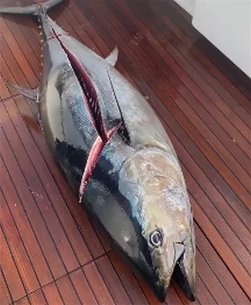 Голубой тунец, весящий 222 килограмма. Самая дорогая рыба. Голубой тунец разрезанный.
