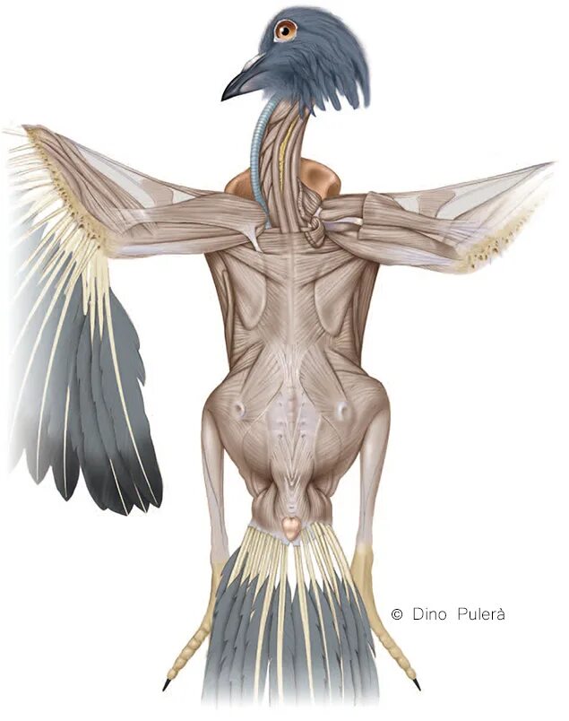 Особенности скелета и мускулатуры птиц. Мышцы птиц. Мускулатура птиц. Мышцы крыльев птиц. Мускулатура голубя.