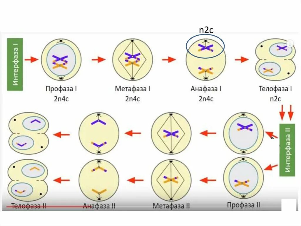 Метафаза мейоза 2. Этапы деления клетки мейоз. Образование клеток митоз мейоз. Митоз мейоз анафаза телофаза.