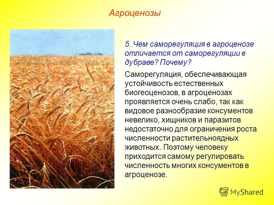 Наибольшее видовое разнообразие характерно для. Биологическое разнообразие. Видовое разнообразие. Многообразие видов экосистем. Способы сохранения биологического разнообразия.