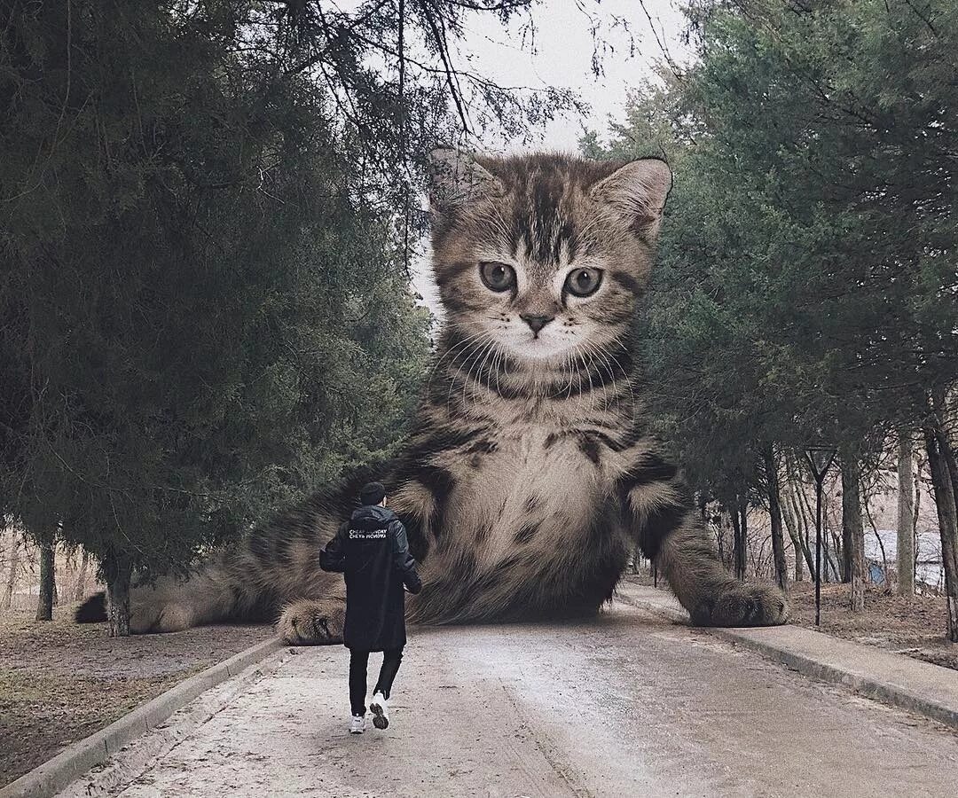 Огромный кот. Гигантский котенок. Большие котики в городе. Необычные кошки. Увидеть огромного кота