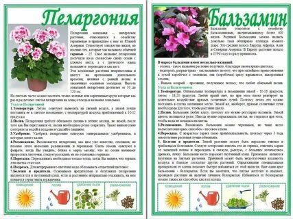 Герань какую температуру выдерживает на улице осенью
