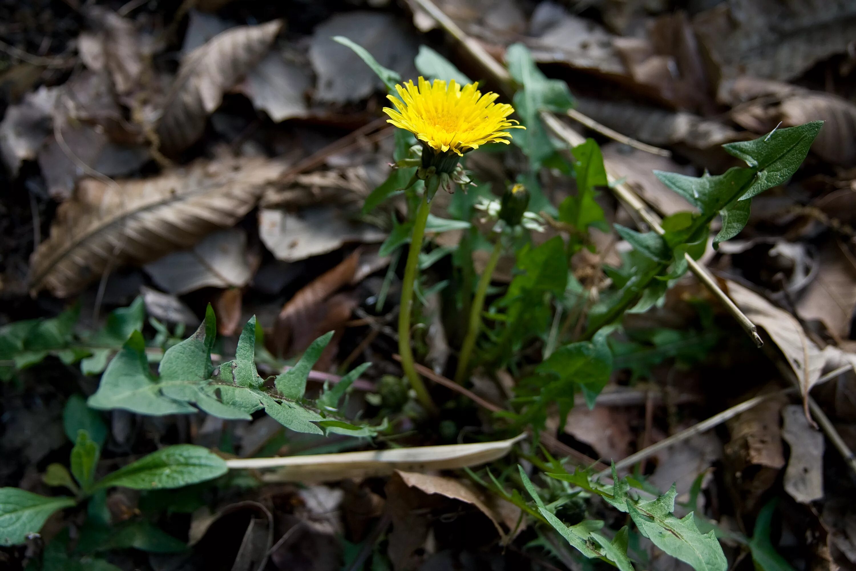 Taraxacum officinale l. Taraxacum officinale семейство. Taraxacum falcatum. Taraxacum officinale вектор. Цветы одуванчика лечебные свойства и противопоказания