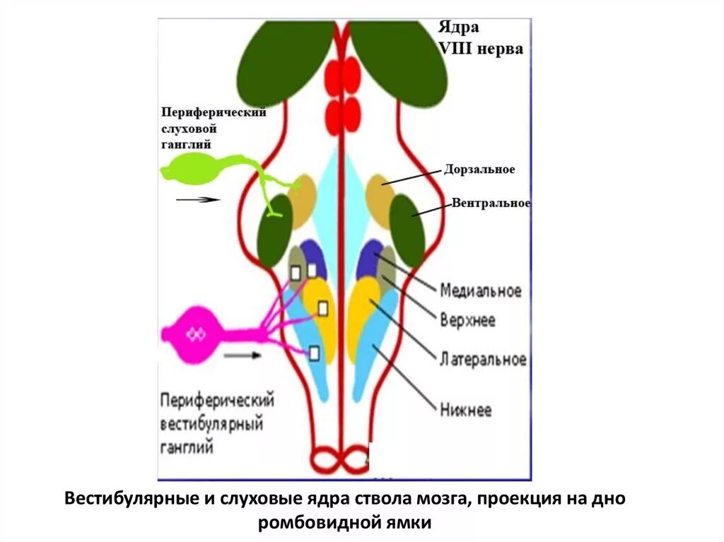 Ядра черепных нервов продолговатого мозга. Проекция ядер черепных нервов на ствол мозга. Ядра черепных нервов схема. Проекция ядер продолговатого мозга. Ядра ствола мозга схема.