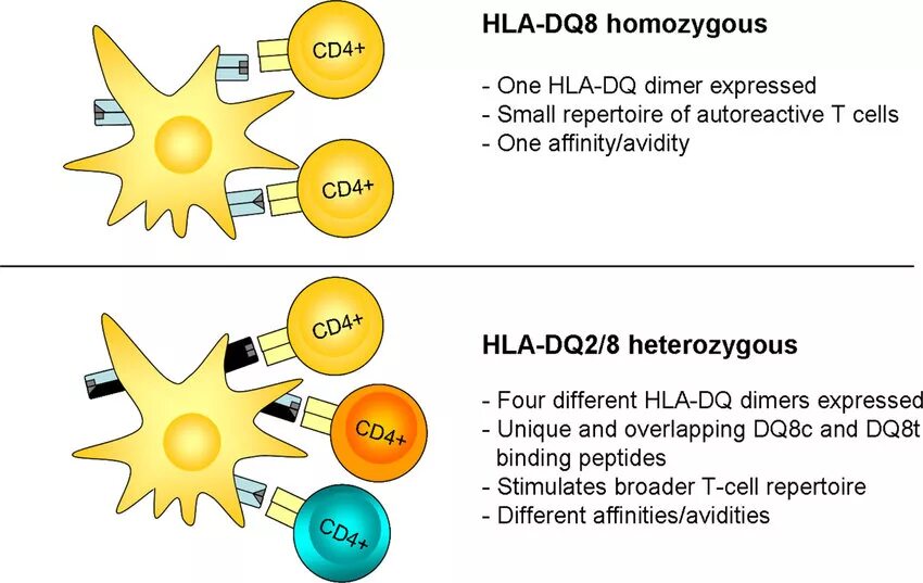 Dq2 целиакия. Механизм развития целиакии. Dq2 целиакия. Dq2 целиакия. Dq2 целиакия.