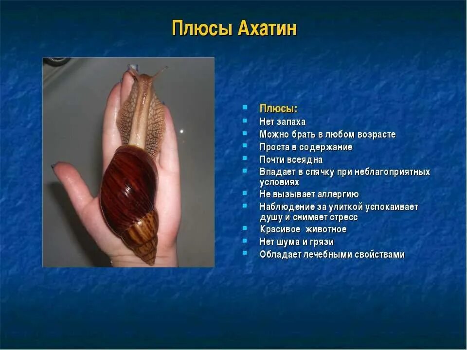 Содержание улиток ахатин в домашних. Улитки ахатины в домашних условиях. Улитка ахатина уход. Улитка ахатина содержание. Условия содержания улитки ахатина