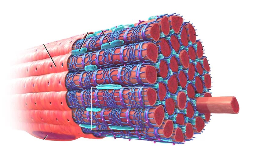 Скелетная поперечно полосатая мускулатура состоит из. Саркоплазматический ретикулум строение. Строение миофибриллы мышечного волокна. Строение мышцы миофибриллы. Саркоплазматический ретикулум мышечного волокна.