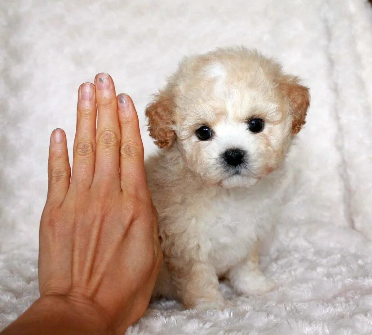 Порода собаки мальтибо. Карликовый пудель мартипу. Порода собак мальтипу. Болонка мальтипу. Тедди пудель мальтипу.
