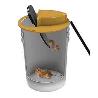 Ловушка для крыс из ведра