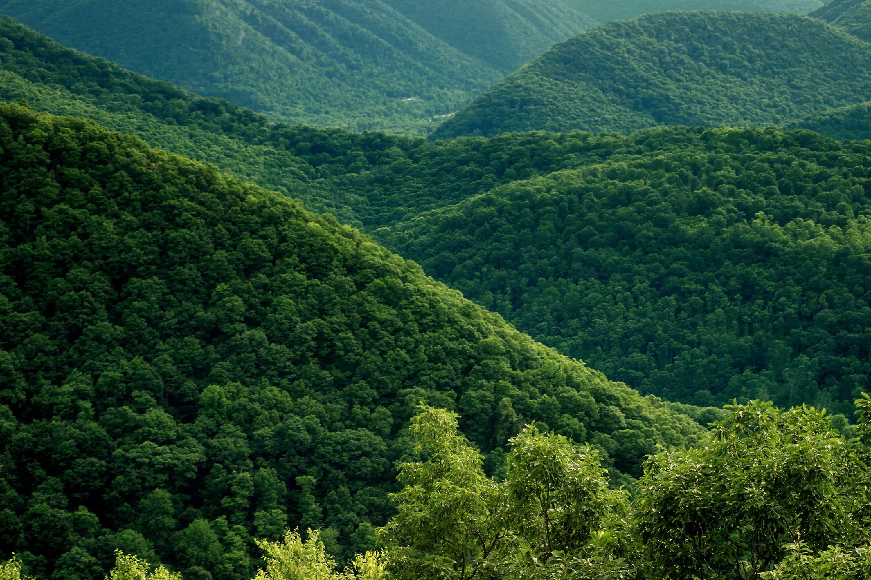 Широколиственные леса Швейцарии. Годердзийский лес Грузия. Широколиственные леса Северной Кореи. Лесистые горы Калабрии.