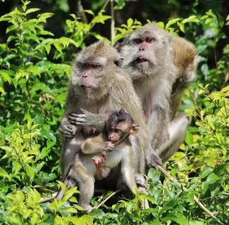 Baby monkey wildlife