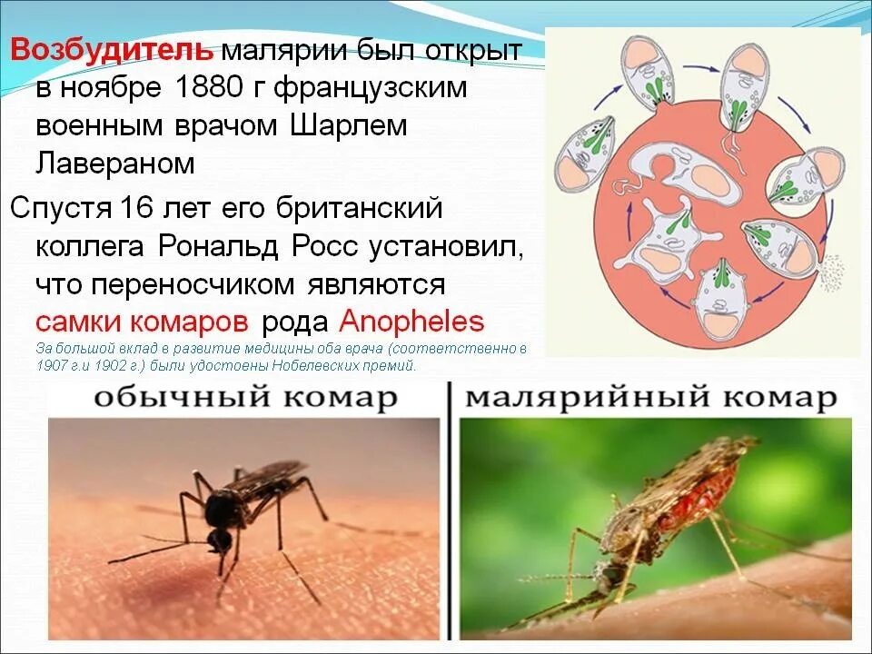 Малярия является антропонозом. Малярия возбудитель малярийный комар. Малярийный комар возбудитель переносчик. Переносчик возбудителя малярийного плазмодия. Возбудитель малярии в Комаре.