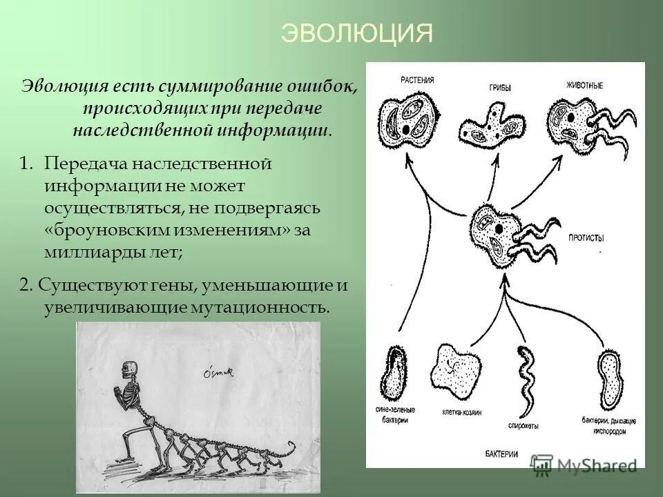 Эволюция бывший. Примеры эволюции. Эволюция бывший. Эволюция до человека разумного. Рекламный плакат против эволюции.