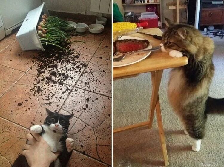 Кошку ломает